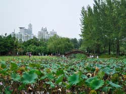 Century Park